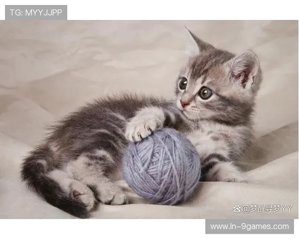 帮助猫咪增加运动量的有趣游戏推荐让你的猫咪更健康活泼 帮助猫咪增加运动量的有趣游戏推荐让你的猫咪更健康活泼